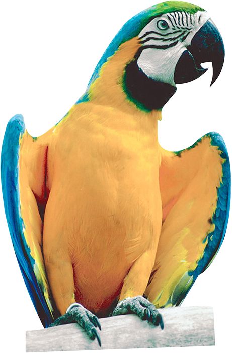 Parrot PNG image    图片编号:96552