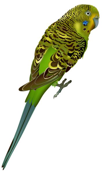 Parrot PNG image    图片编号:96558