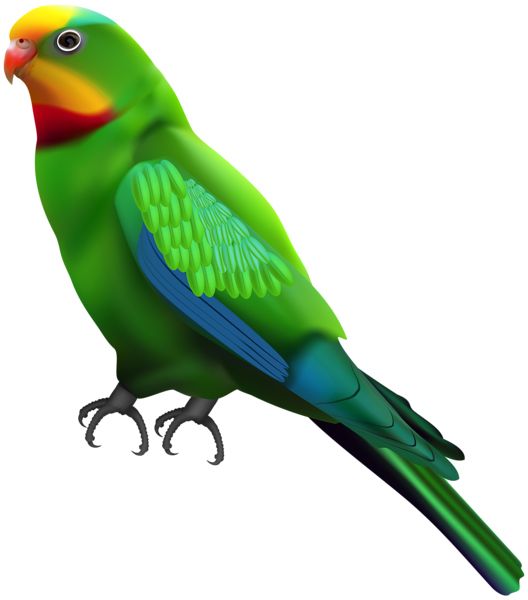Parrot PNG image    图片编号:96560