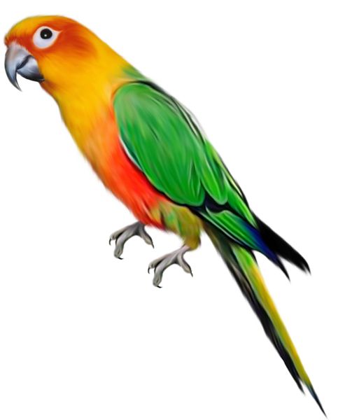 Parrot PNG image    图片编号:96563
