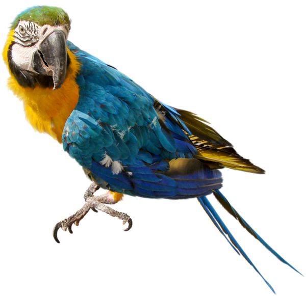 Parrot PNG image    图片编号:96564