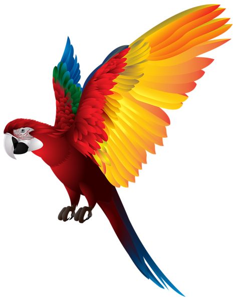 Parrot PNG image    图片编号:96566