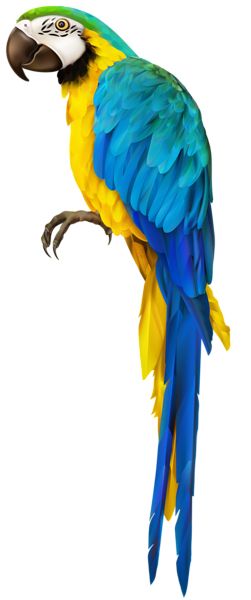 Parrot PNG image    图片编号:96567