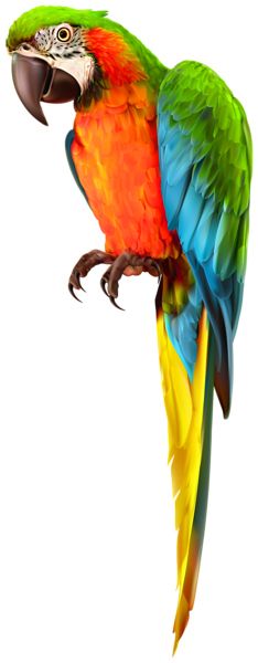 Parrot PNG image    图片编号:96568