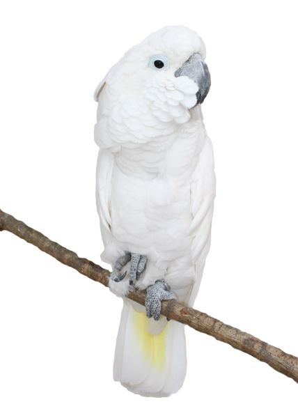 Parrot PNG image    图片编号:96572