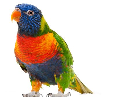 Parrot PNG image    图片编号:96574