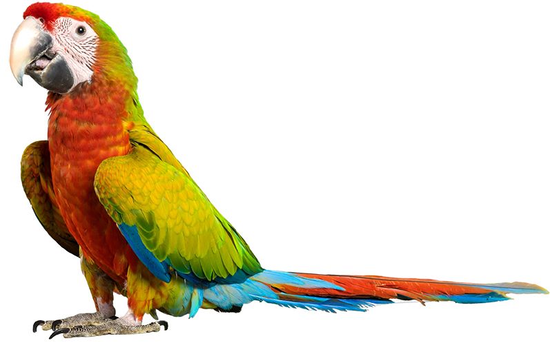 Parrot PNG image    图片编号:96575