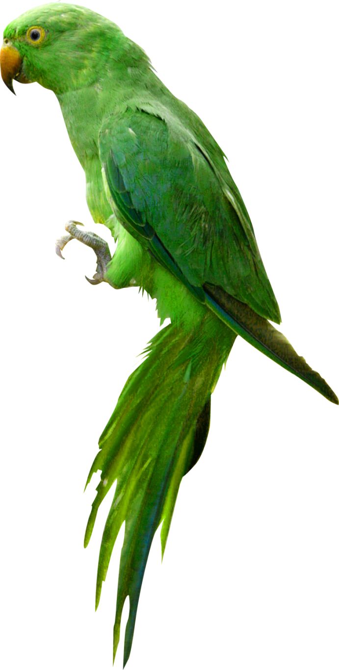 Parrot PNG image    图片编号:96577