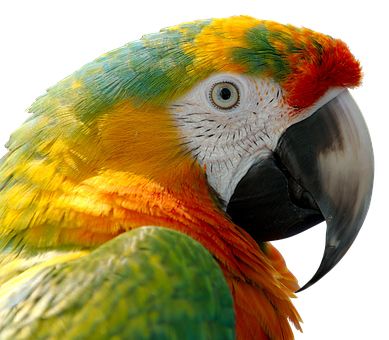 Parrot PNG image    图片编号:96580
