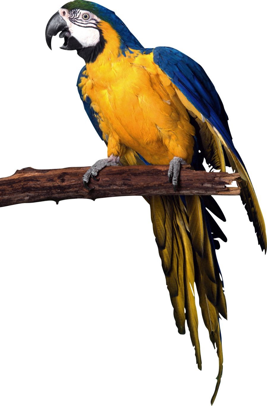 Parrot PNG image    图片编号:96581