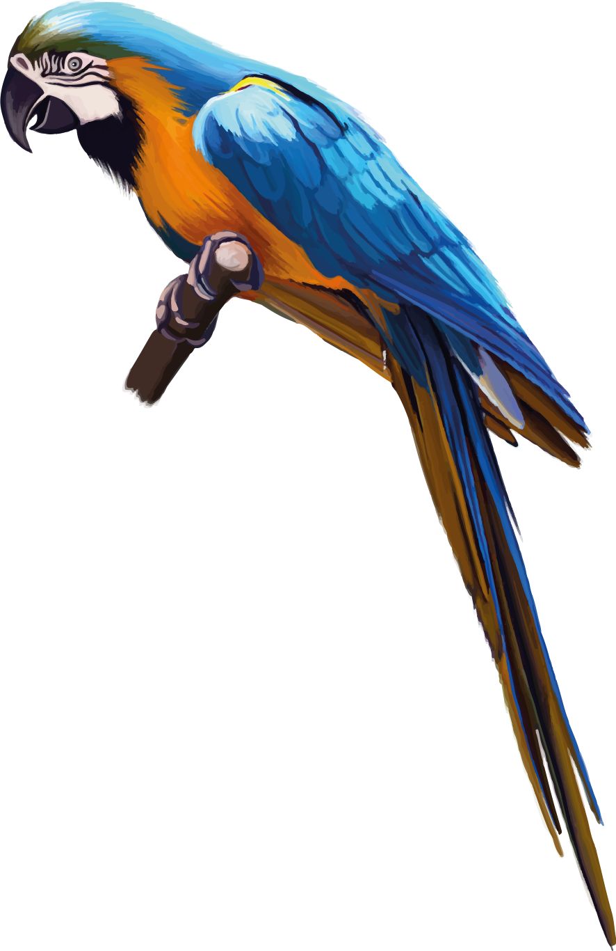 Parrot PNG image    图片编号:96584