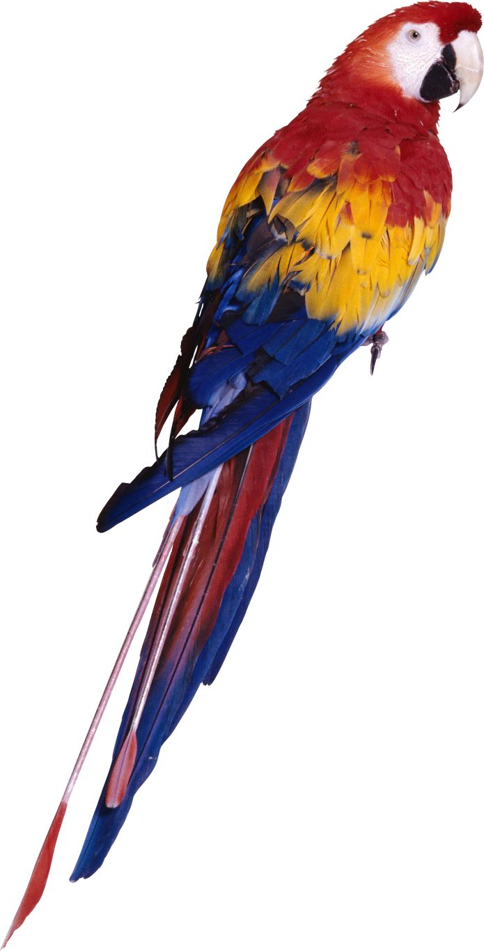 Parrot PNG image    图片编号:96585