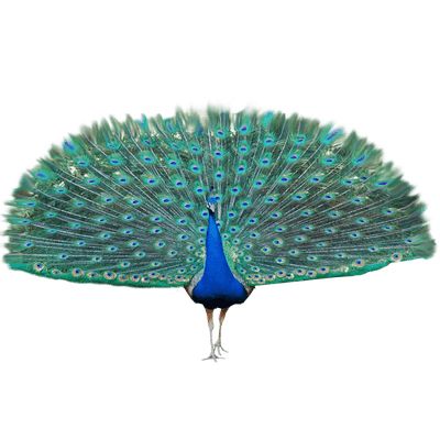 Peacock PNG    图片编号:25812