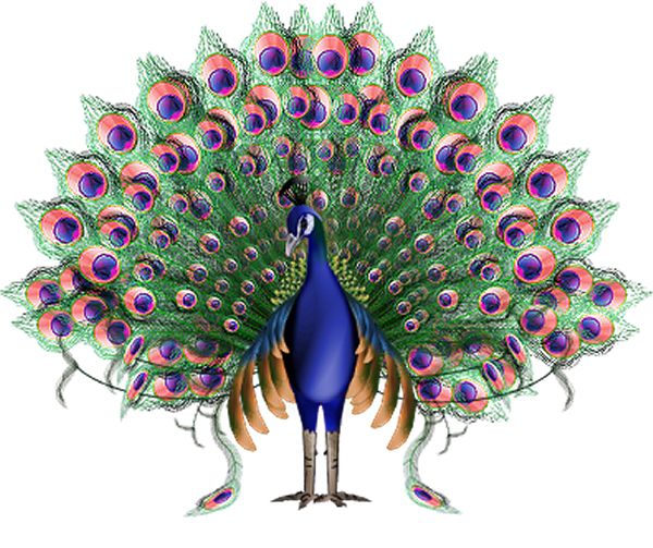 Peacock PNG    图片编号:25813