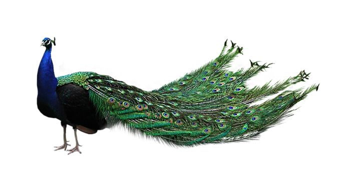 Peacock PNG    图片编号:25814
