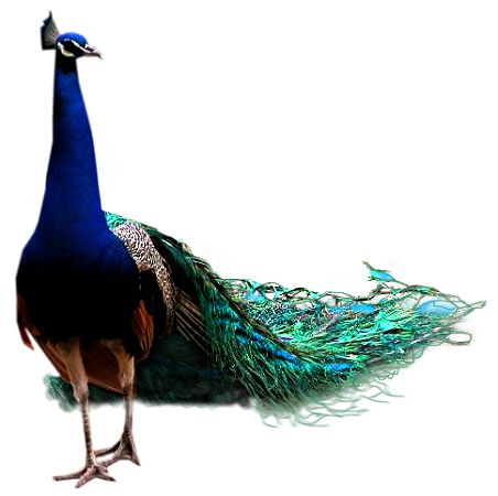 Peacock PNG    图片编号:25816