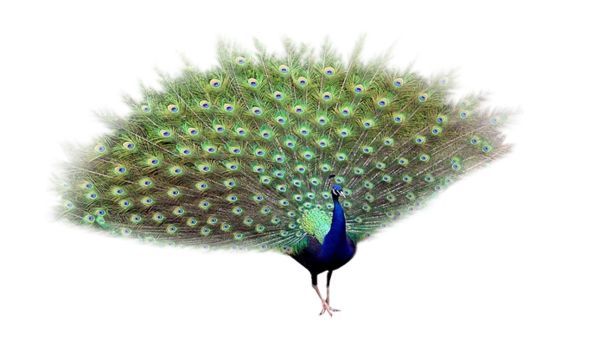 Peacock PNG    图片编号:25817