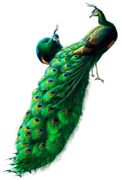 Peacock PNG    图片编号:25818