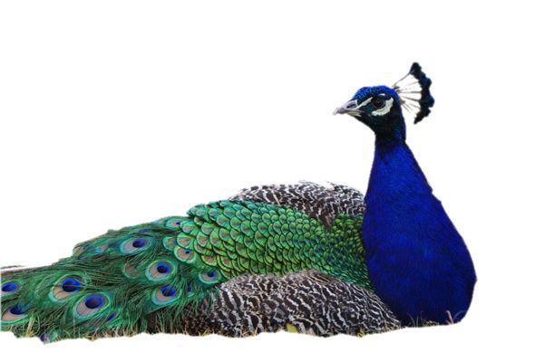 Peacock PNG    图片编号:25819