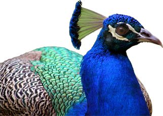 Peacock PNG    图片编号:25820