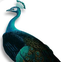 Peacock PNG    图片编号:25821