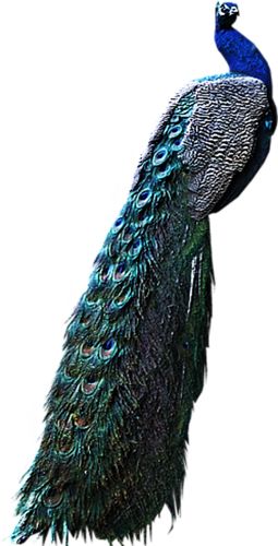Peacock PNG    图片编号:25804
