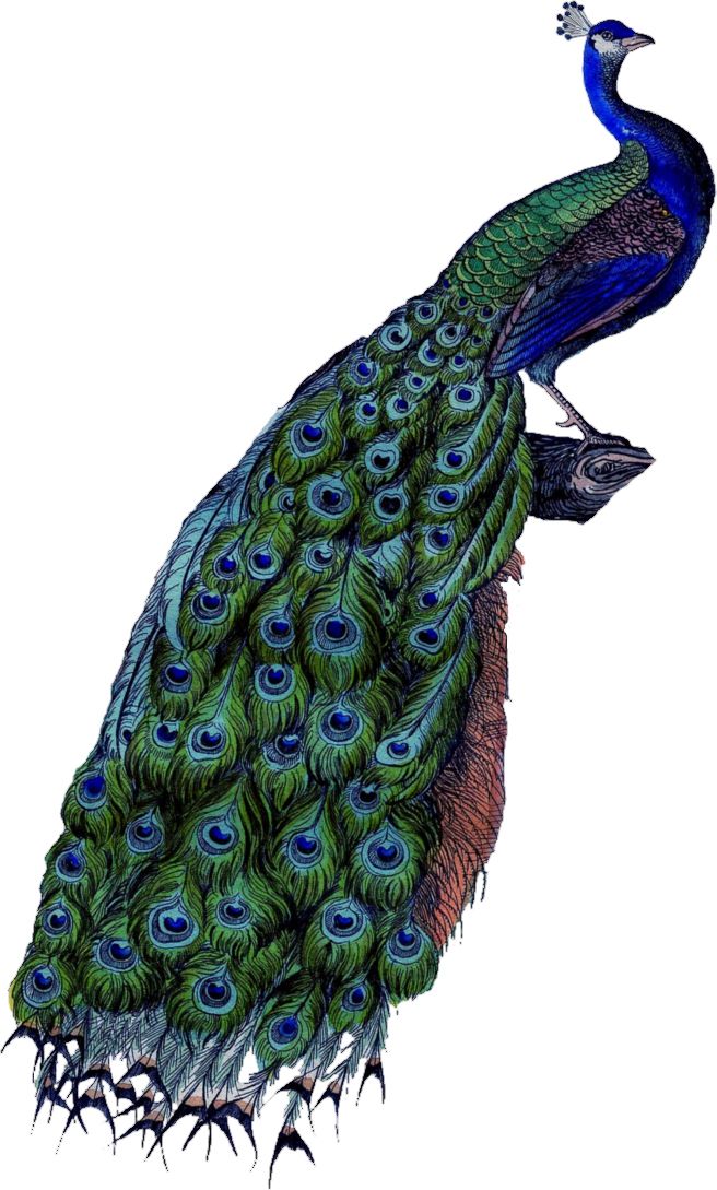 Peacock PNG    图片编号:25822