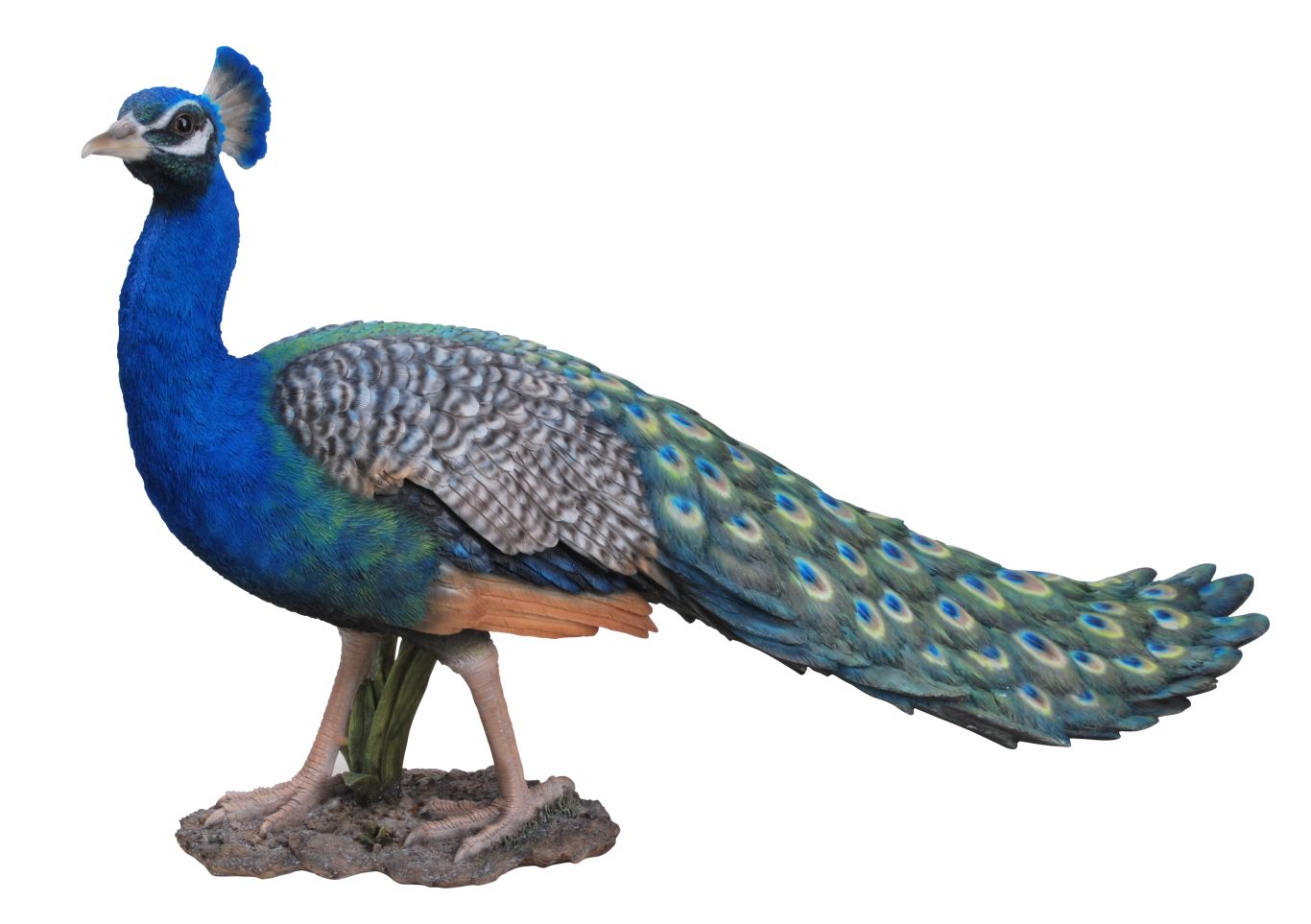 Peacock PNG    图片编号:25823