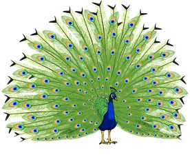 Peacock PNG    图片编号:25824