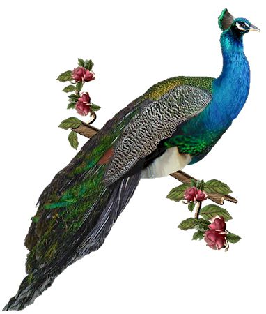 Peacock PNG    图片编号:25826