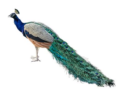 Peacock PNG    图片编号:25827