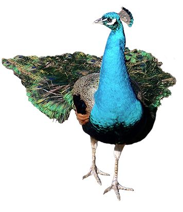 Peacock PNG    图片编号:25829