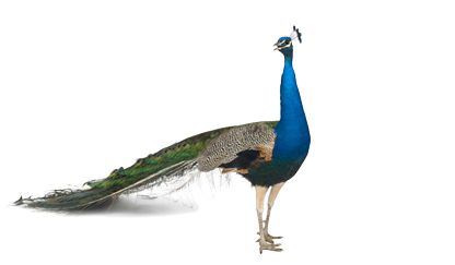 Peacock PNG    图片编号:25830