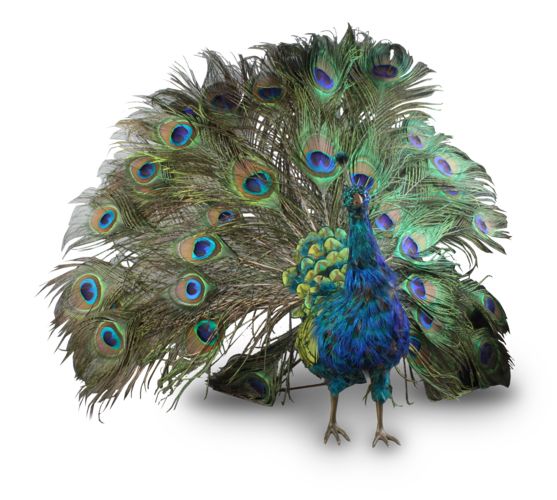 Peacock PNG    图片编号:25831
