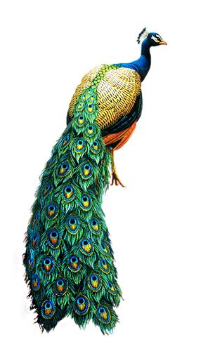Peacock PNG    图片编号:25805