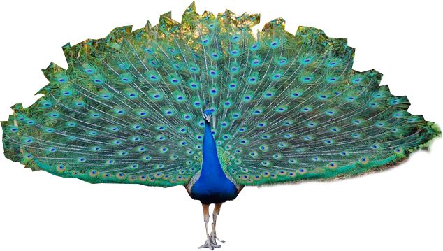 Peacock PNG    图片编号:25833