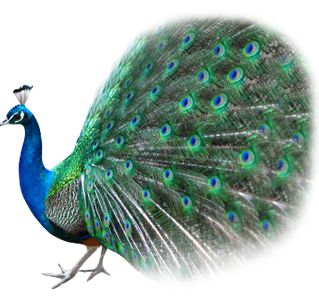 Peacock PNG    图片编号:25834