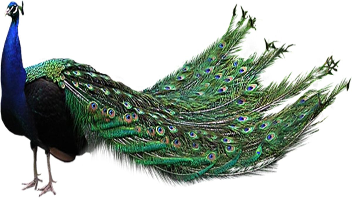 Peacock PNG    图片编号:25835