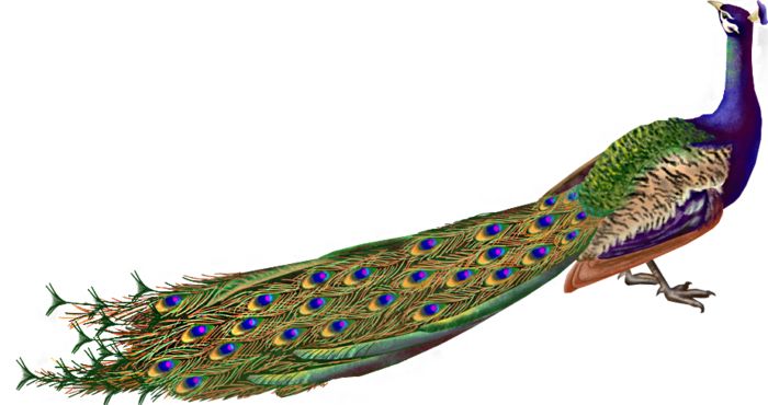 Peacock PNG    图片编号:25837