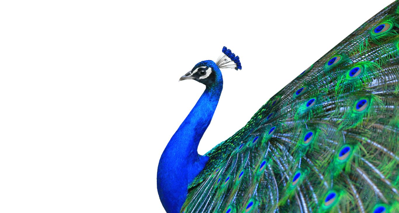 Peacock PNG    图片编号:25838