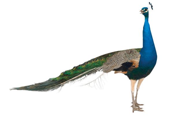 Peacock PNG    图片编号:25840