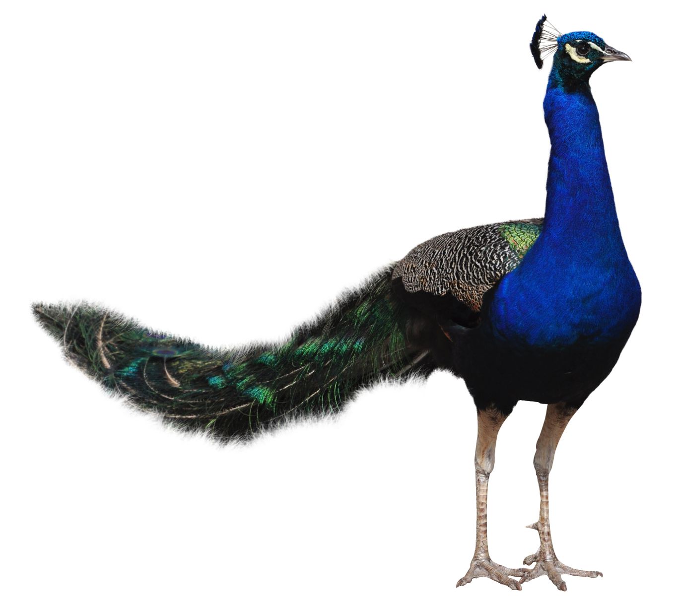 Peacock PNG    图片编号:25841