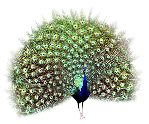 Peacock PNG    图片编号:25806