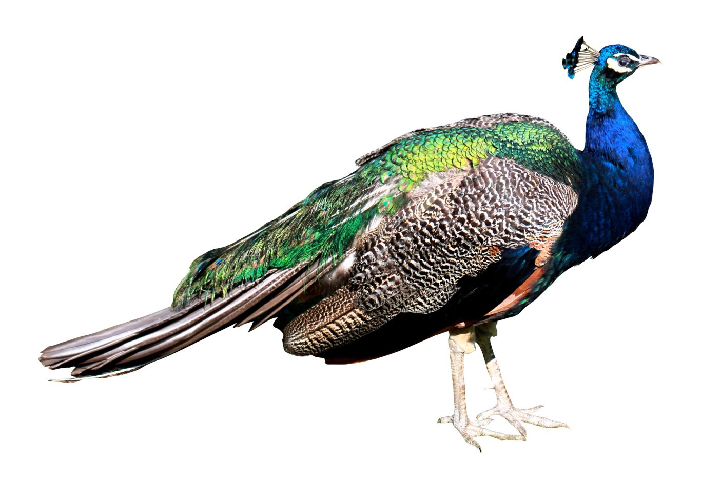 Peacock PNG    图片编号:25843