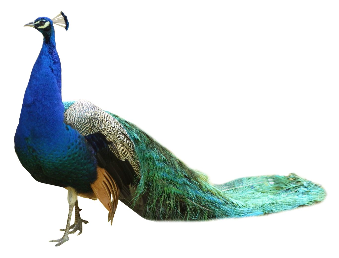 Peacock PNG    图片编号:25844