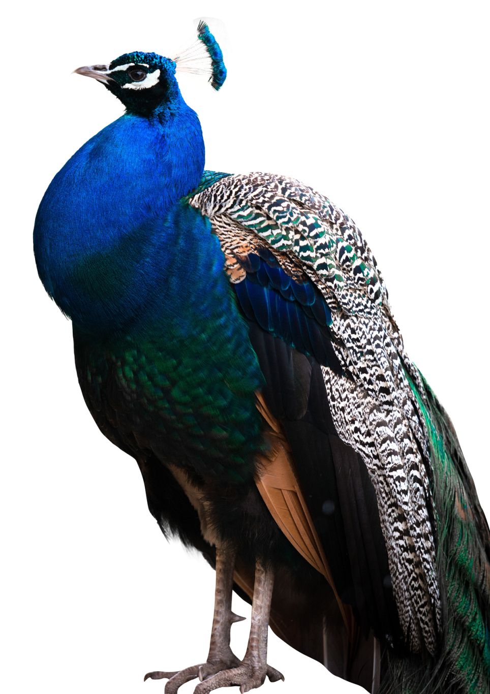 Peacock PNG    图片编号:25845