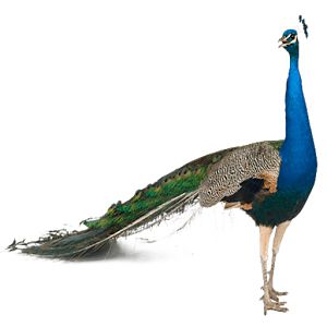 Peacock PNG    图片编号:25846