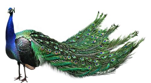 Peacock PNG    图片编号:25808