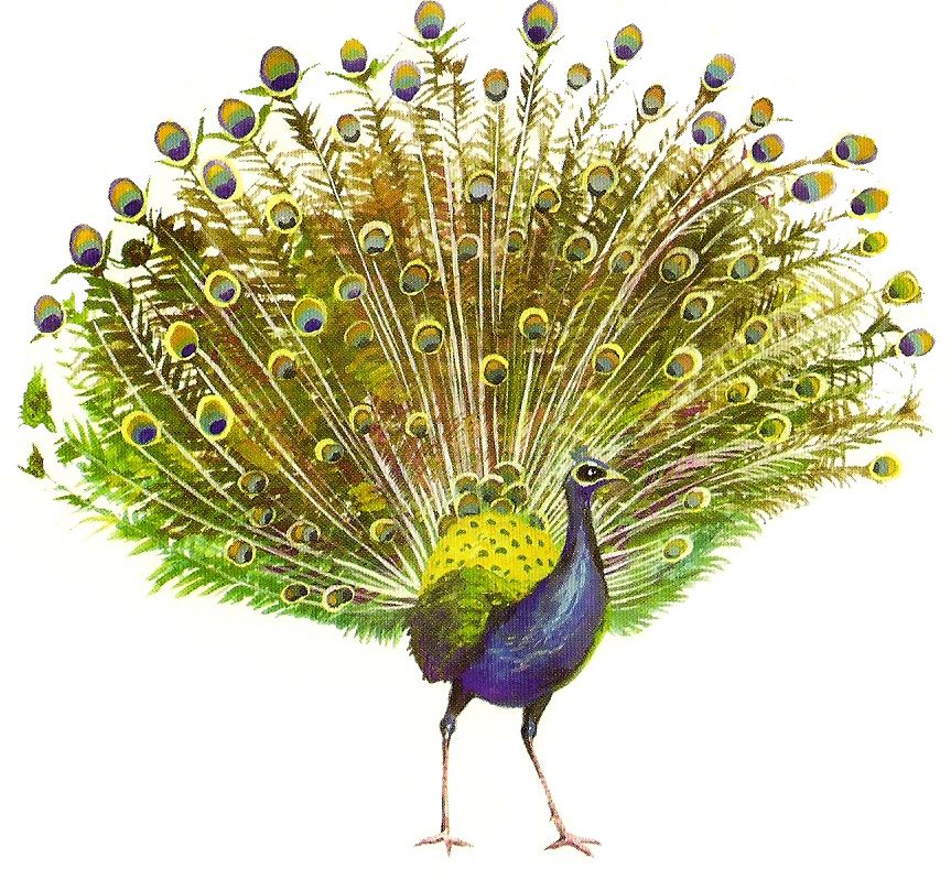 Peacock PNG    图片编号:25809