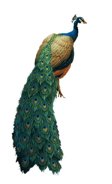 Peacock PNG    图片编号:25811